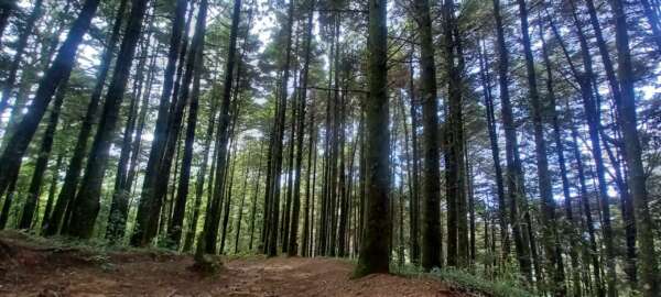 El Pital bosque Ecolodge